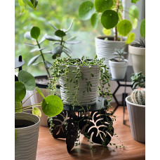 Підставка металева для квітів-вазонів NC Home Leaf чорна